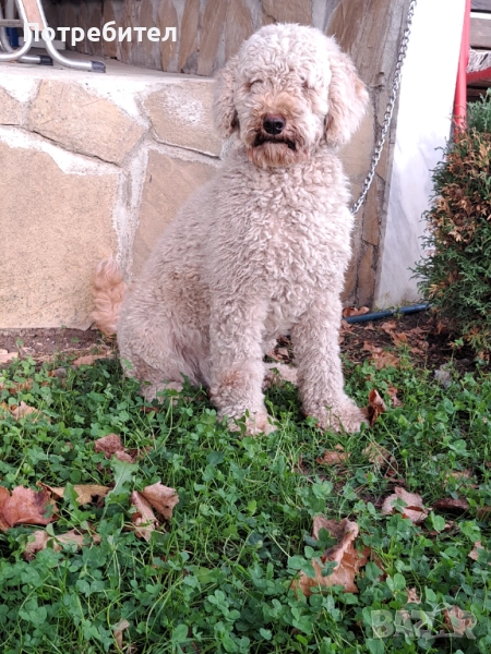 Пудел -среден-момиче, снимка 1