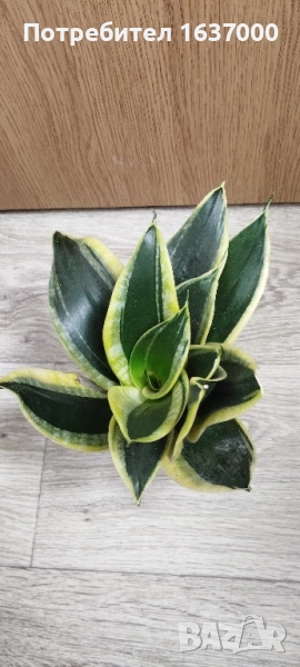 Мини сансевиера Jade pagoda, снимка 1