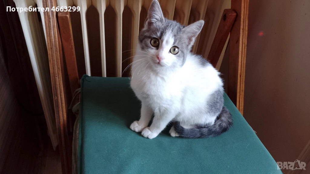 Подарявам 1 малко котенце, снимка 1