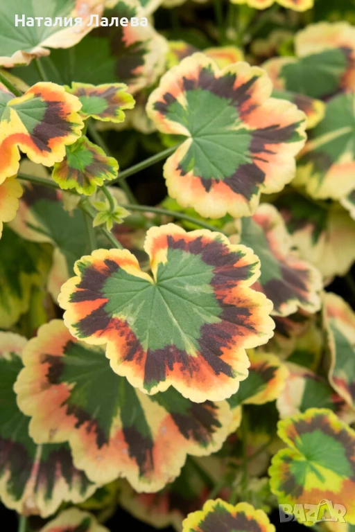 Пеларгониум, Pelargonium Mrs Pollock, снимка 1