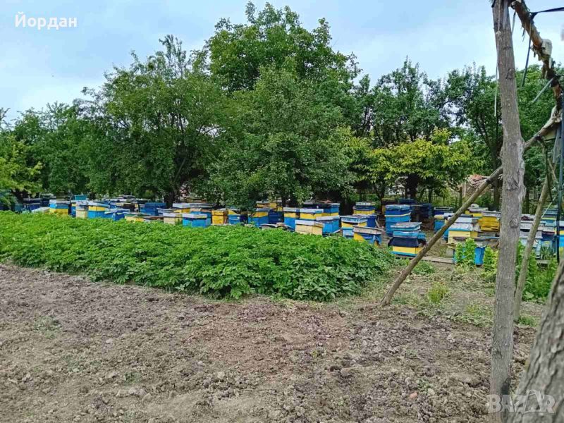 Рояци и Пчелни отводки, снимка 1