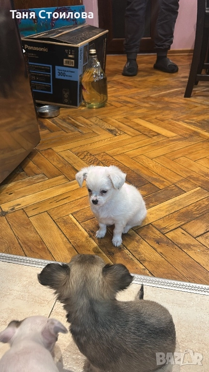 Продавам чихуахуа мъжко, снимка 1