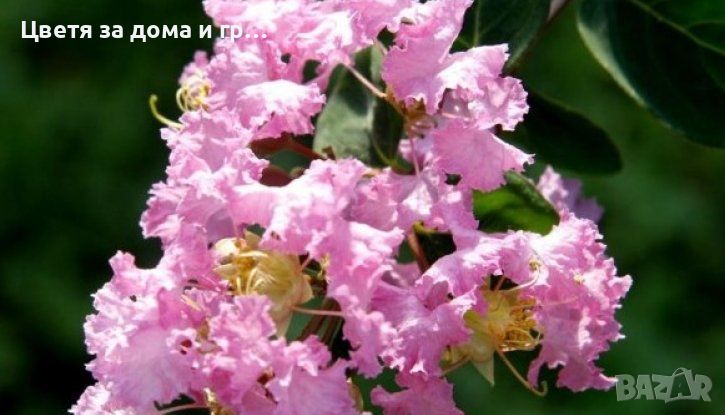 Индийски люляк Lagerstroemia -Светло розов, снимка 1