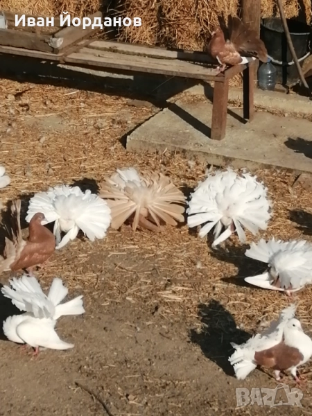 Гълъби Фенерлий, снимка 1