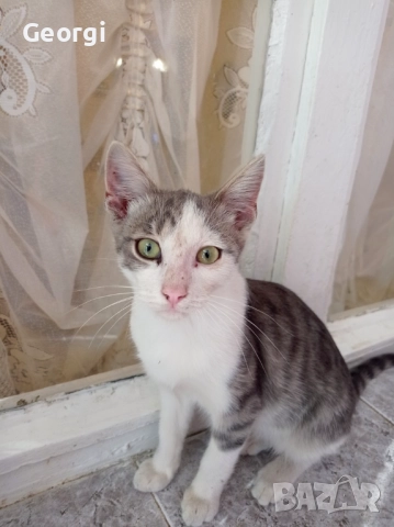 Подарявам малко мъжко коте, снимка 1