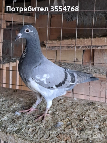 Продавам спортни гълъби , снимка 13 - Гълъби - 52929342