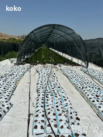 Чували за отглеждане на растения