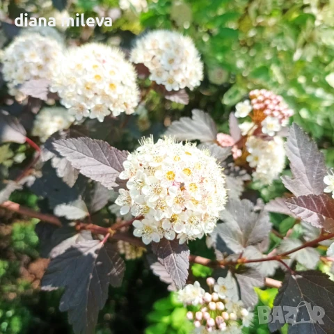 Физокарпус Диабло, Physocarpus Opulifolius Diablo, снимка 1