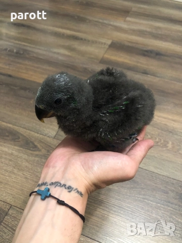 Ръчно хранен папагал Еклектус, снимка 4 - Папагали - 52527679
