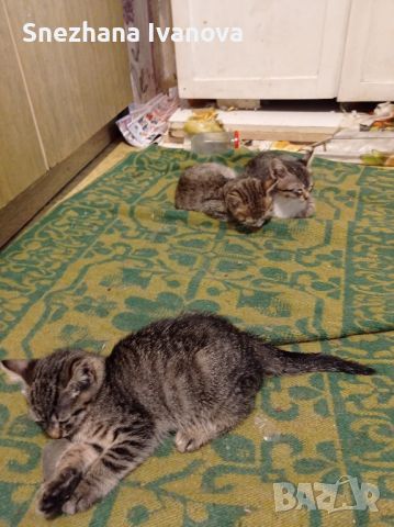 три  котенца от Варна търсят дом, снимка 15 - Други - 45627071