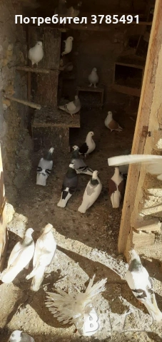 Типлери , снимка 2 - Гълъби - 53903914