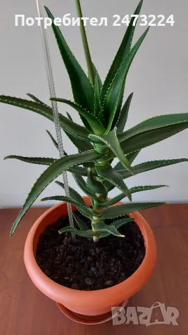 Алое вера, различни големини и суколентни 