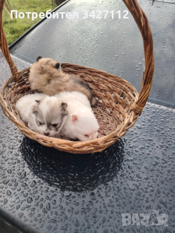 Померански шпиц, снимка 2 - Померан - 52670369