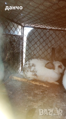 продавам зайци , снимка 3 - Други - 52832970