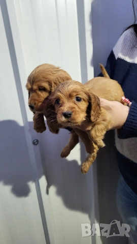 Продавам кокер шпаньоли, снимка 9 - Кокер шпаньол - 53789078