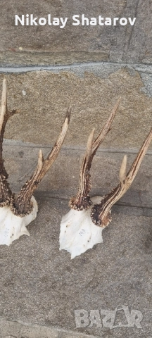 Трофеи от съръндак , снимка 3 - Декорация за дома - 51708253