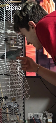 Папагал Александър, снимка 6 - Папагали - 53174997