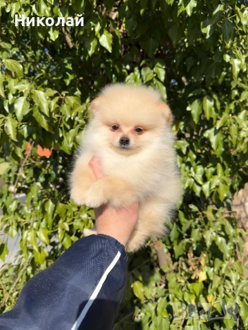 Померан мини момче със втора ваксина, снимка 4 - Померан - 53798503