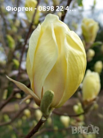 Магнолия - (''Жълт фенер'') Magnolia ‘Yellow Lantern’, снимка 1 - Разсади - 46627018