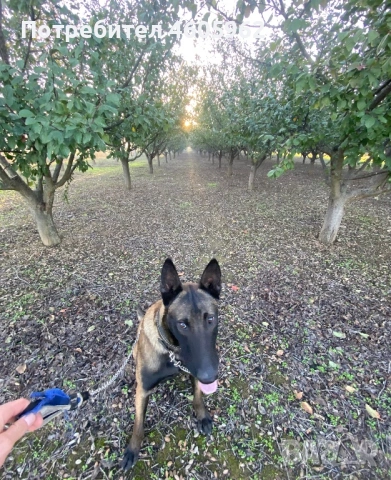 Белгийска овчарка за разплод/ Белгийска овчарка си търси приятелка, снимка 3 - Търси партньор - 53357044