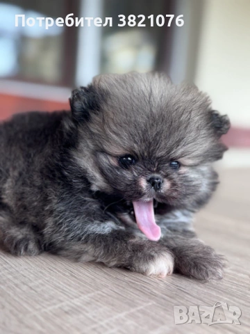 Померан - момиче  и момче, снимка 8 - Померан - 54179122