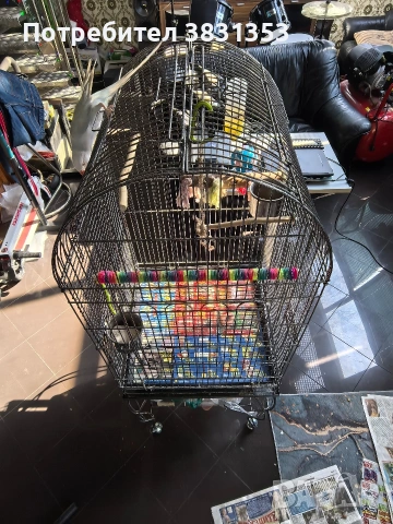 Малък Александър с голяма клетка , снимка 3 - Папагали - 53663642