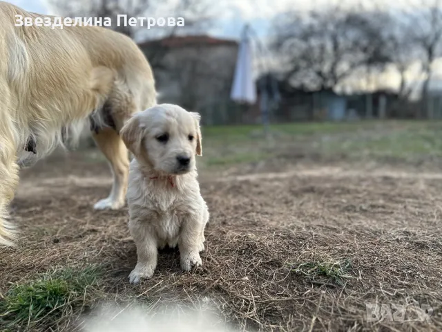 ГОЛДЪН РЕТРИВЪР, снимка 5 - Голдън ретривър - 49182890