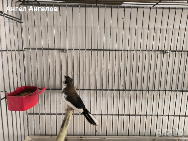 японски амадини , снимка 2 - Амадини - 54044729