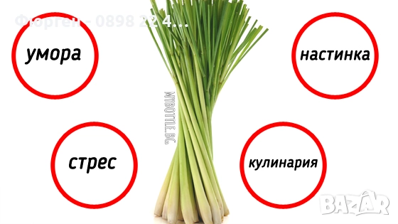 Лимонева трева - Разсад, снимка 3 - Разсади - 52045337