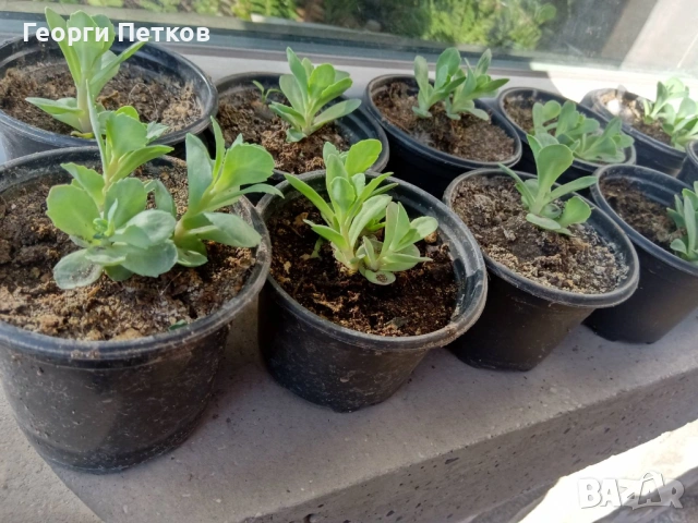 Дебела Мара - 5 €., снимка 2 - Градински цветя и растения - 54003994