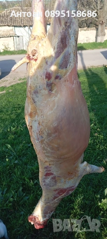 ярета за клане трупно и цели