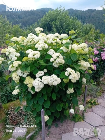 Хортензия бяла и розова , снимка 3 - Разсади - 50764477