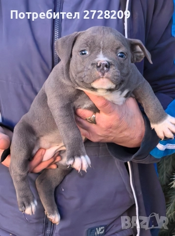 Американско Були Покет/American Bully Pocket , снимка 15 - Питбул - 52860044