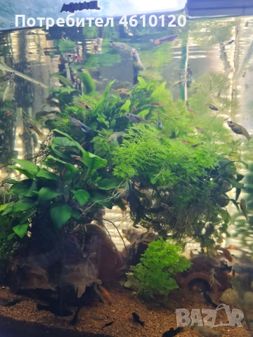 Аквариумни рибки, скариди и растения