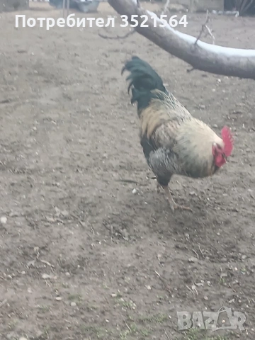 Домашни петли , снимка 5 - Кокошки и пуйки - 53134355