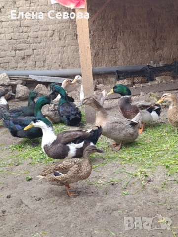 Продавам яйца за люпене от крякащи патици и малки патенца от тях , снимка 2 - Патици и гъски - 54223638