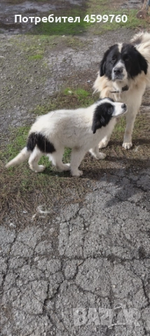Българско овчарско куче - 2 бр. женски, снимка 12 - Каракачанска овчарка - 51979059