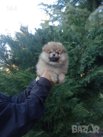 Мъжки Померан. Реални снимки от 29.12.25 г. , снимка 5 - Померан - 52930206