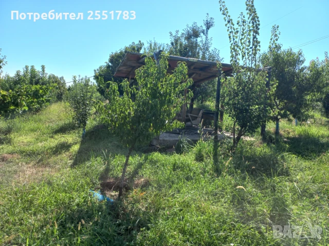 Млада плододаваща  овошна градина, снимка 2 - Земеделска земя - 41125668