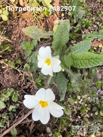 Градинска иглика - корен, снимка 6 - Разсади - 54116333