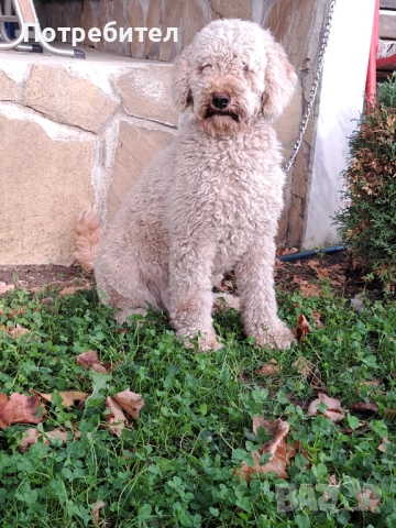 Пудел -среден-момиче, снимка 1