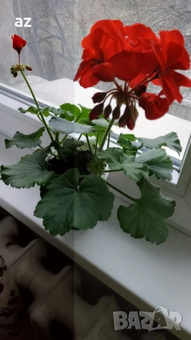 Мушкато Бългаско, снимка 13 - Стайни растения - 49927171