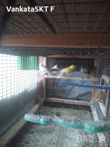 Канари, снимка 3 - Канари - 53117586