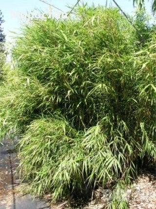 Продавам растения студоустойчив бамбук, снимка 7 - Градински цветя и растения - 54007138