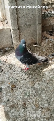 Пощенски гълъби - двойка, снимка 2 - Гълъби - 54189165