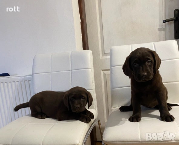 Шоколадови лабрадори, снимка 7 - Лабрадор ретривър - 54028240