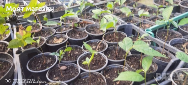 Асимина индиански банан, снимка 6 - Градински цветя и растения - 53632460