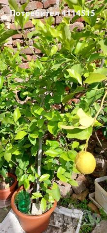 Лимонови дръвчета, снимка 2 - Стайни растения - 45980513