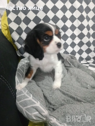 кавалер момиче, снимка 4 - Кавалер кинг чарлз шпаньол - 52591734