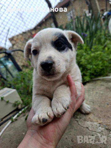 Малка девойка и малък герой , снимка 3 - Джак ръсел териер - 54221917